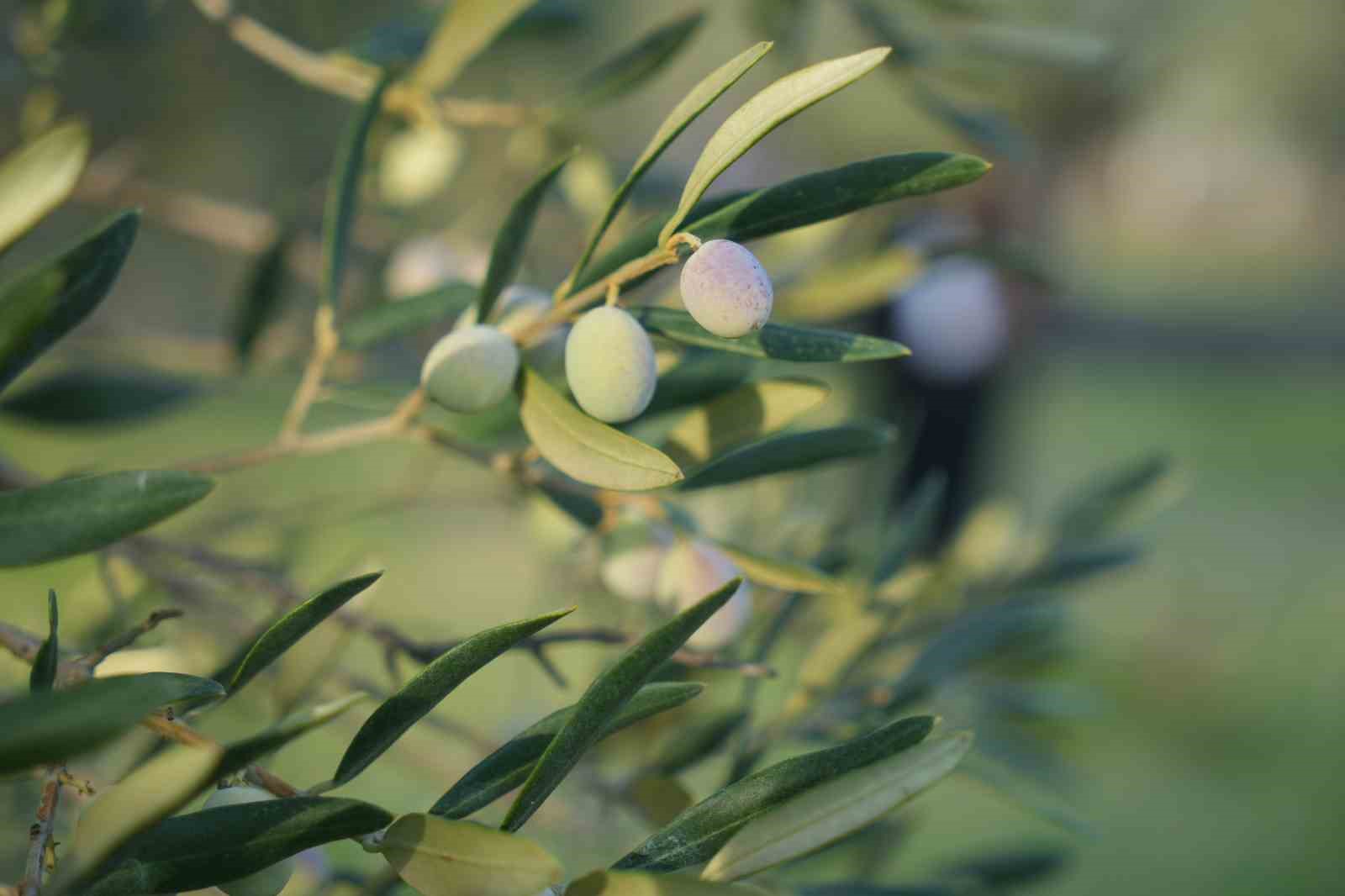 Bu yılın zeytin ve zeytinyağı rekolte tahmini açıklandı
