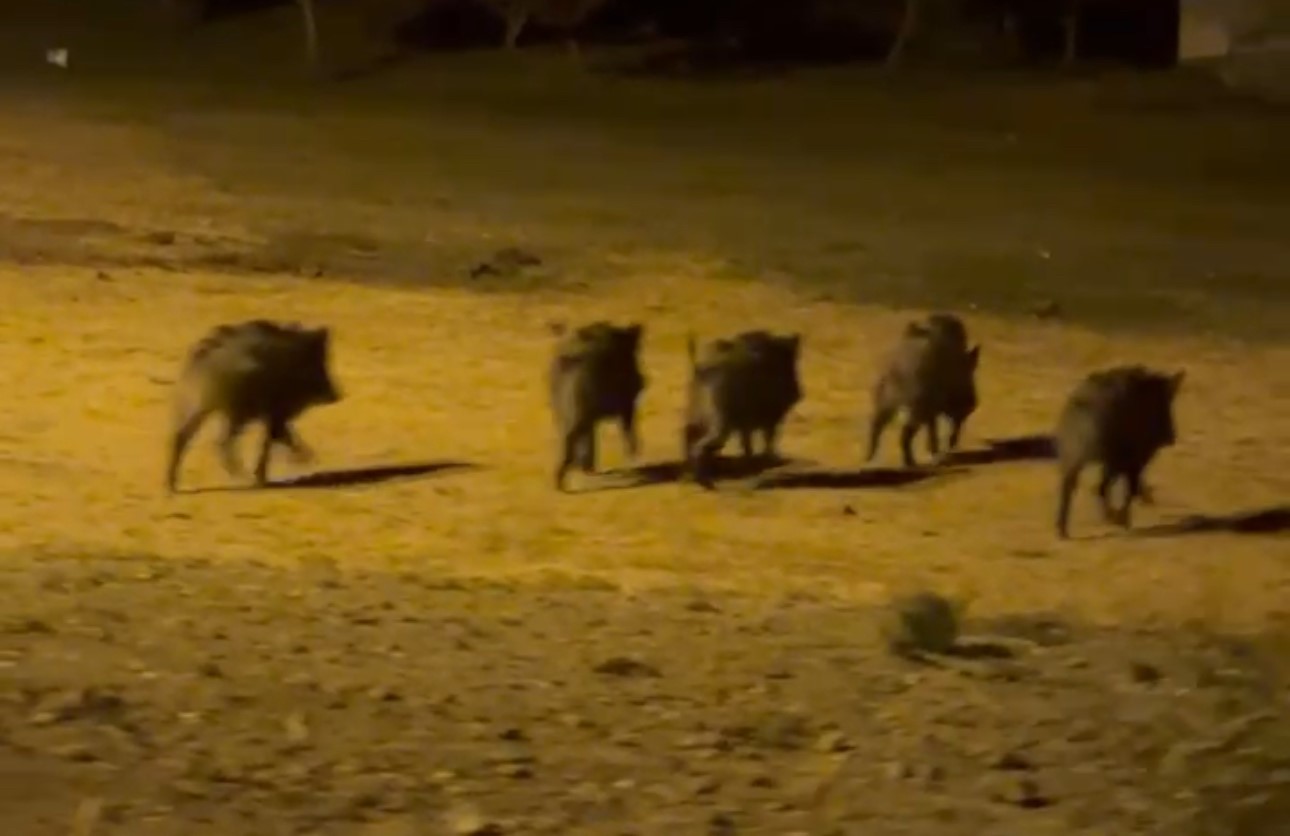 Yüksekova’da domuz sürüsü görüntülendi