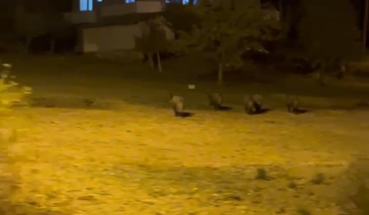 Y&uuml;ksekova&rsquo;da domuz s&uuml;r&uuml;s&uuml; g&ouml;r&uuml;nt&uuml;lendi
