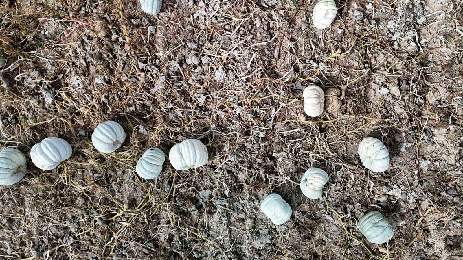 Ata tohumu ile &uuml;retilen Eskişehir&rsquo;in meşhur kabağının hasadı başladı
