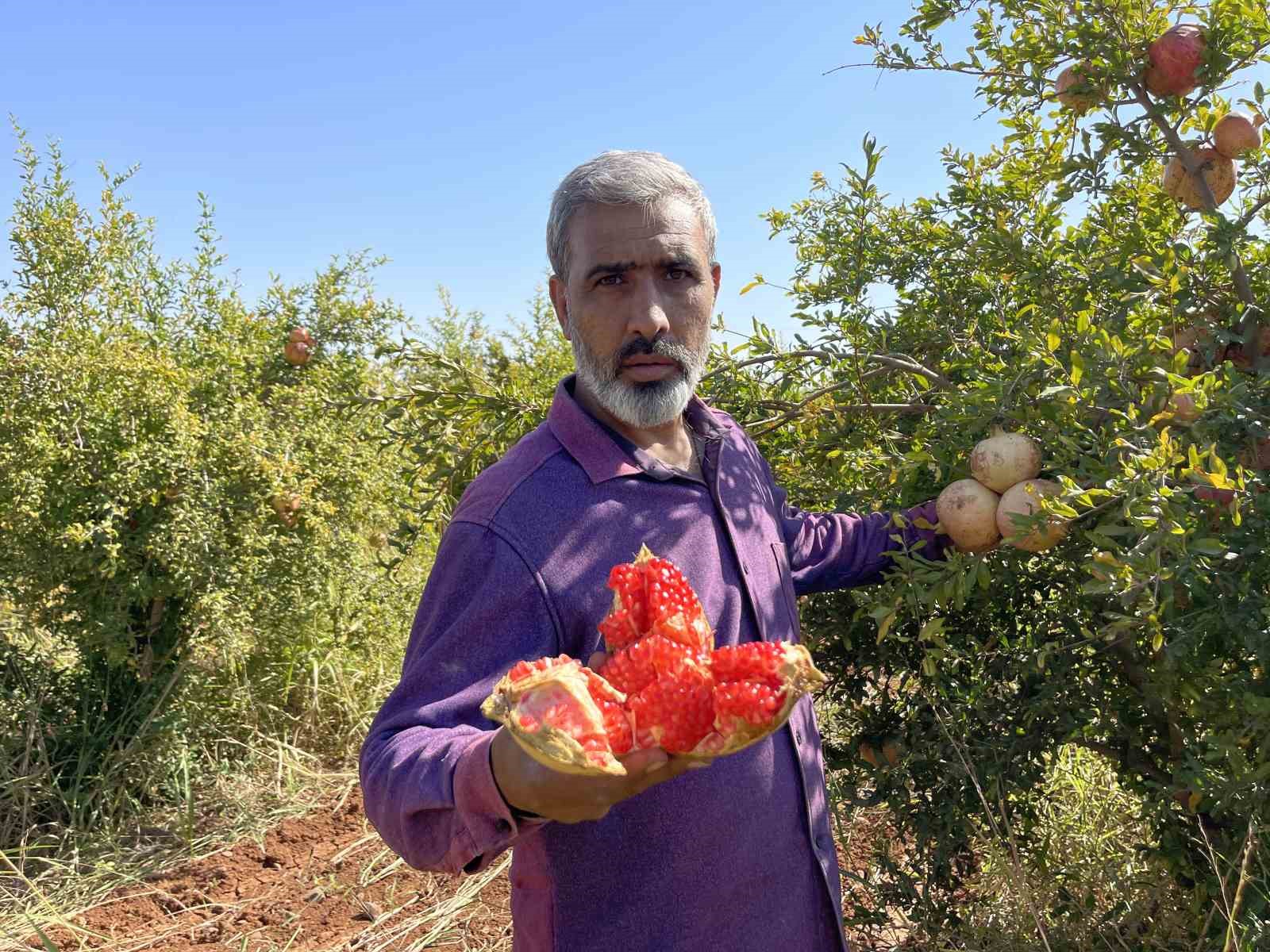 AB tescilli Suruç narında hasat dönemi başladı
