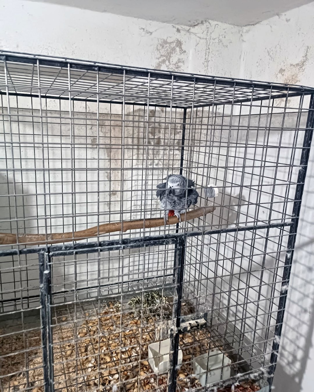 &Ccedil;orlu&rsquo;da Egzotik Kuş Operasyonu: Ceza yağdı
