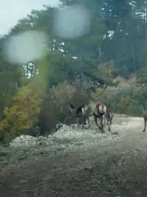 G&ouml;yn&uuml;k&rsquo;te geyik s&uuml;r&uuml;s&uuml; kameraya yansıdı
