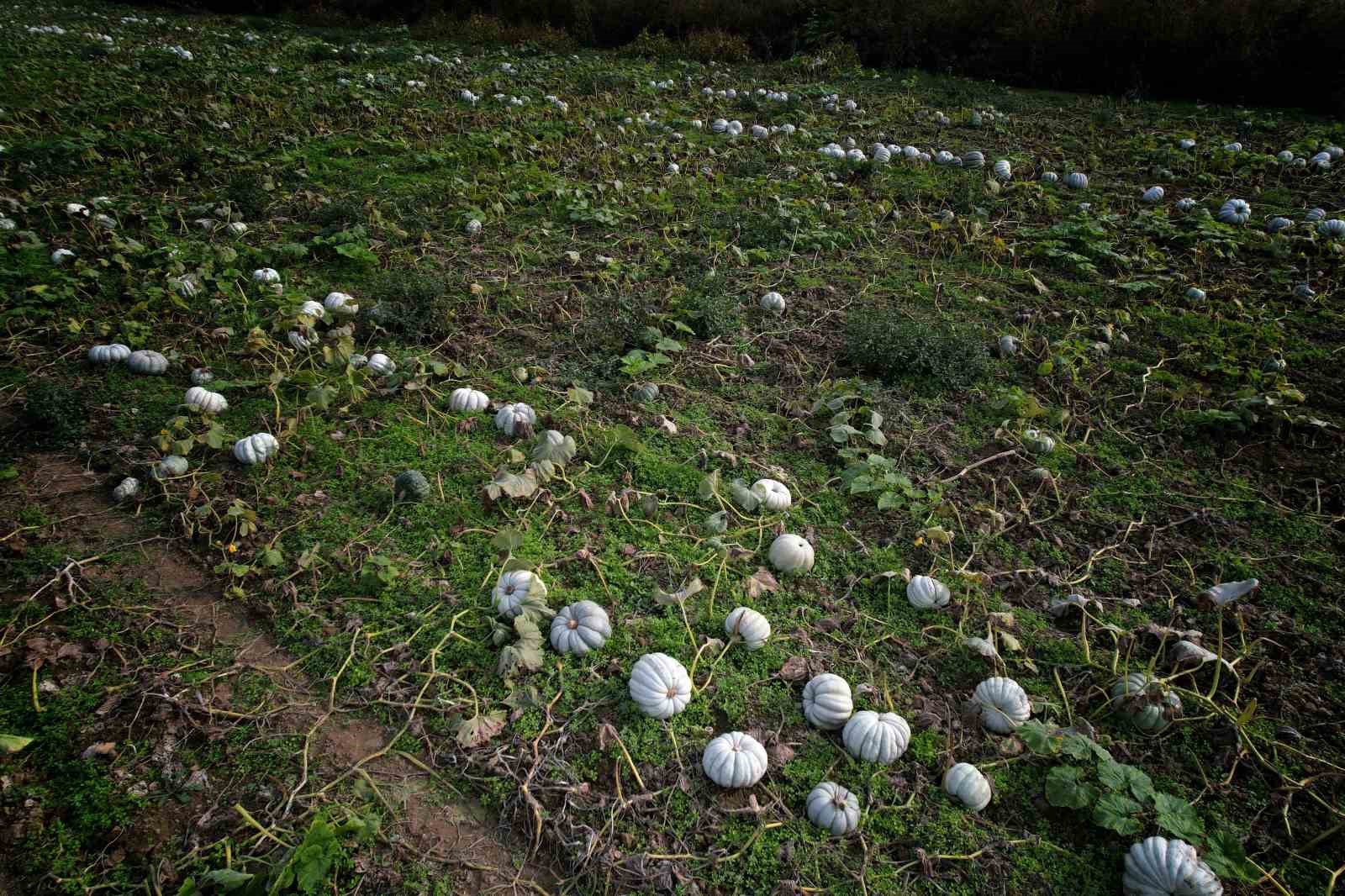 Sakarya&rsquo;da &lsquo;Beyaz Elmas&rsquo; tarlalarda parlamaya başladı
