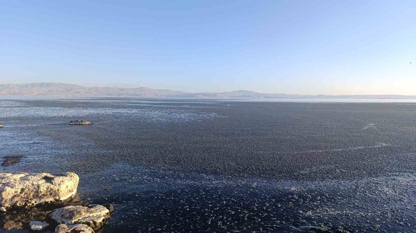 Van G&ouml;l&uuml; kıyısında yosun tabakası oluştu

