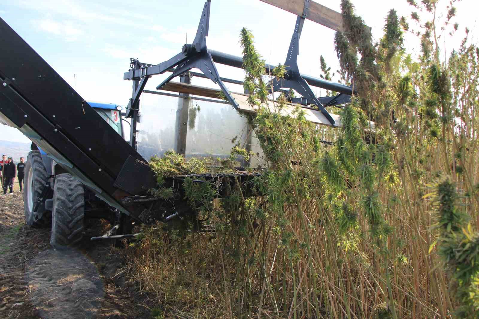 Amasya’da kenevirde hayal kırıklığı: Kenevir ekim alanı 6 bin 500 dekardan 850 dekara düştü
