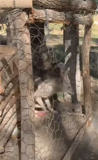 Özalp’te kafeste tutulan kurt kurtarıldı