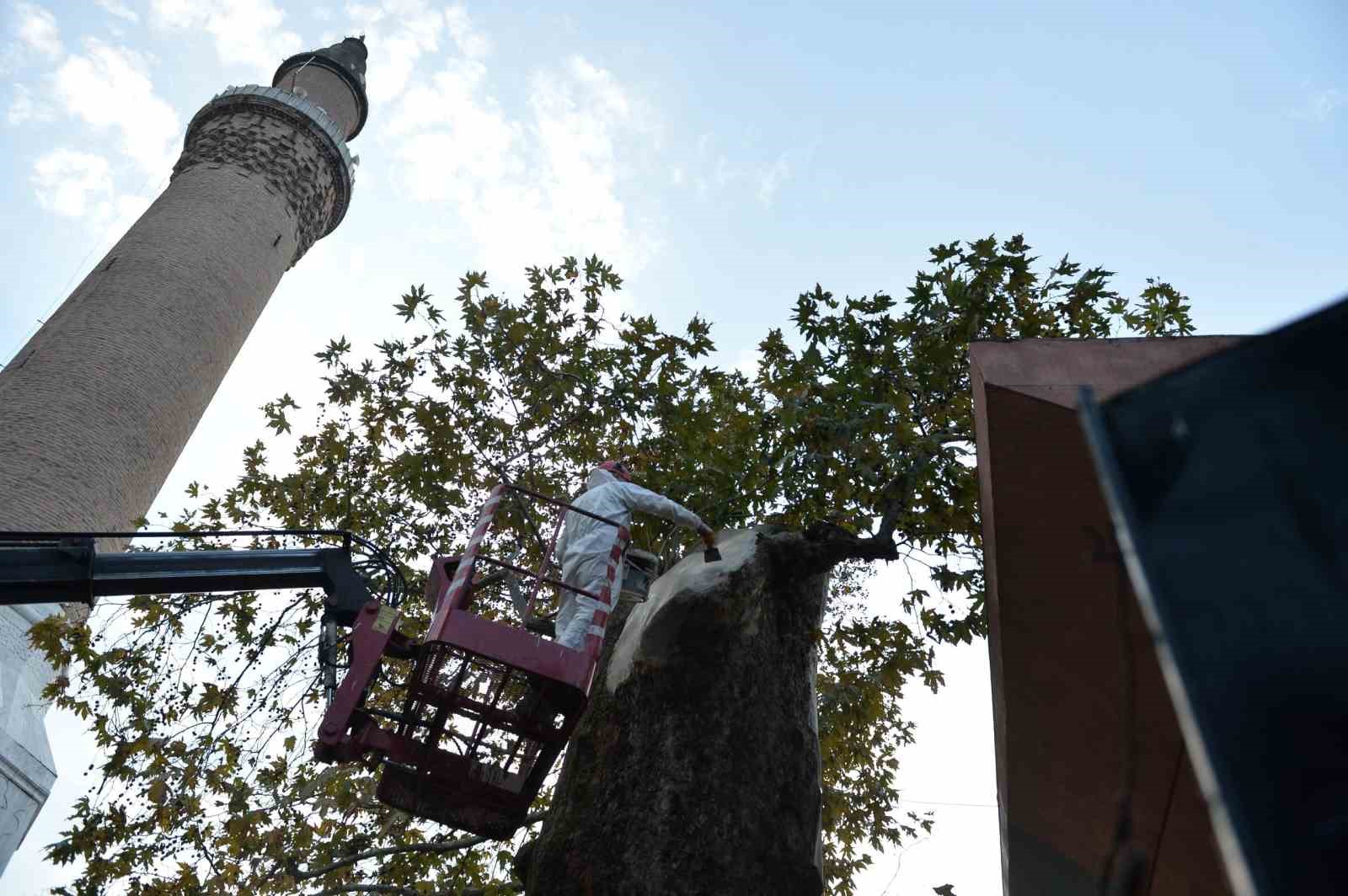 Bursa’nın asırlık çınarı koruma altına alındı