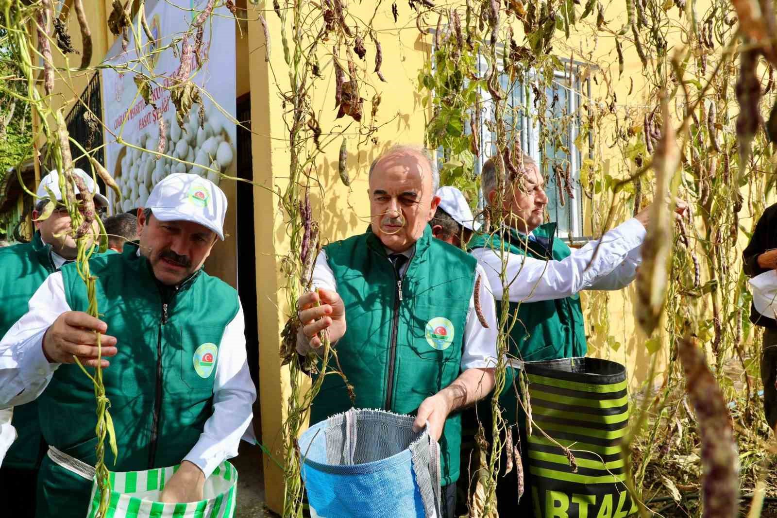 Coğrafi işaret tescilli ‘Akkuş Şeker Fasulyesi’nde hasat başladı
