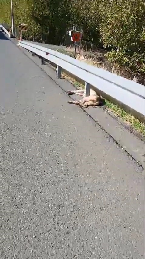 Elazığ&rsquo;da otomobil k&ouml;peğe &ccedil;arptı: 1 yaralı
