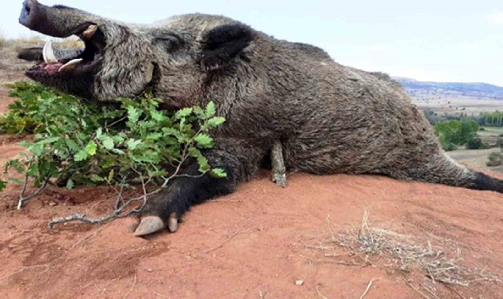 Samsun&rsquo;da av turizmi ve kurs belgelerinden 1 milyon 137 bin TL gelir elde edildi
