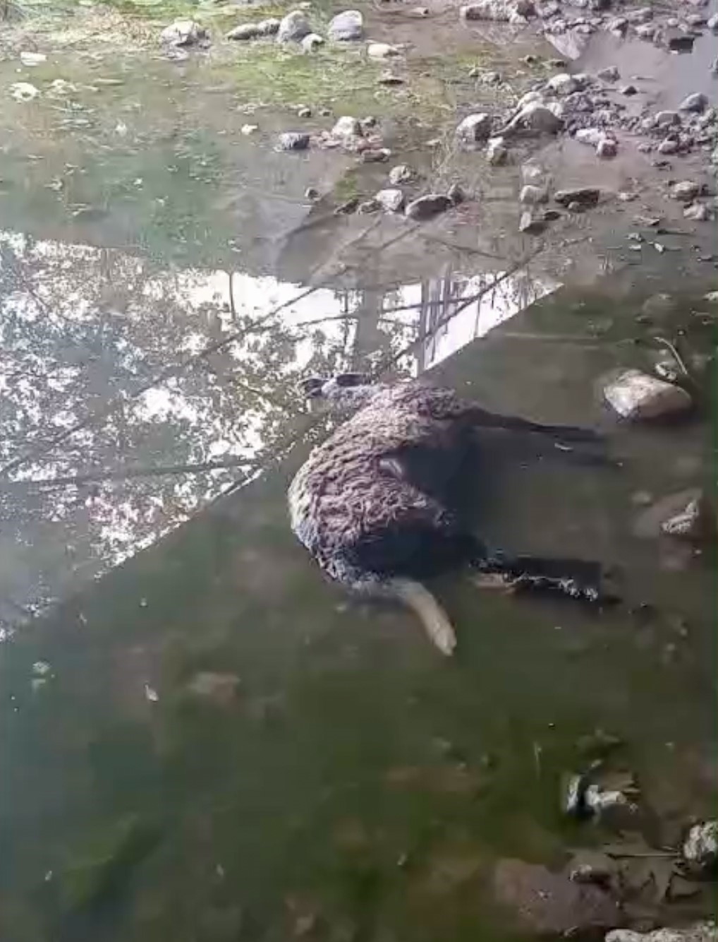 Başıboş köpekler koyunları telef etti