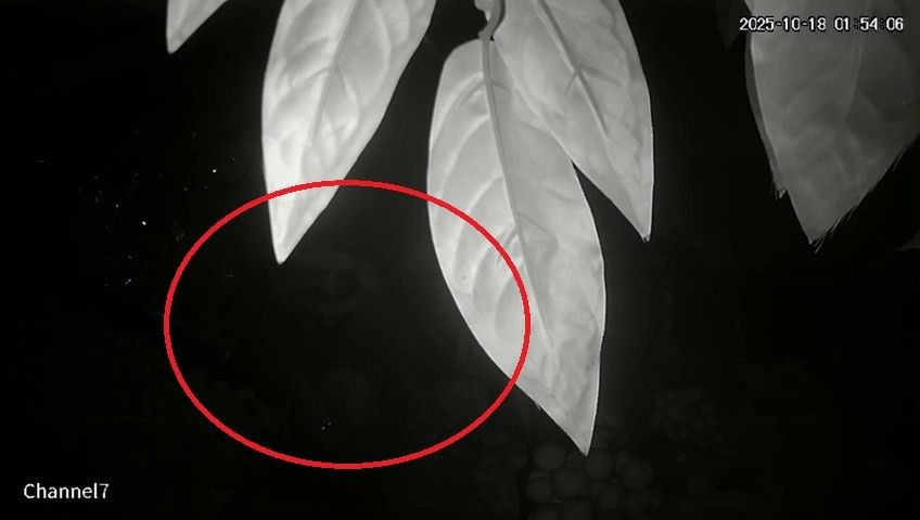 Samsun&rsquo;da 2 haftadır kayıp olan gen&ccedil; il&ccedil;ede paniğe yol a&ccedil;tı: Vatandaşlar tedirgin
