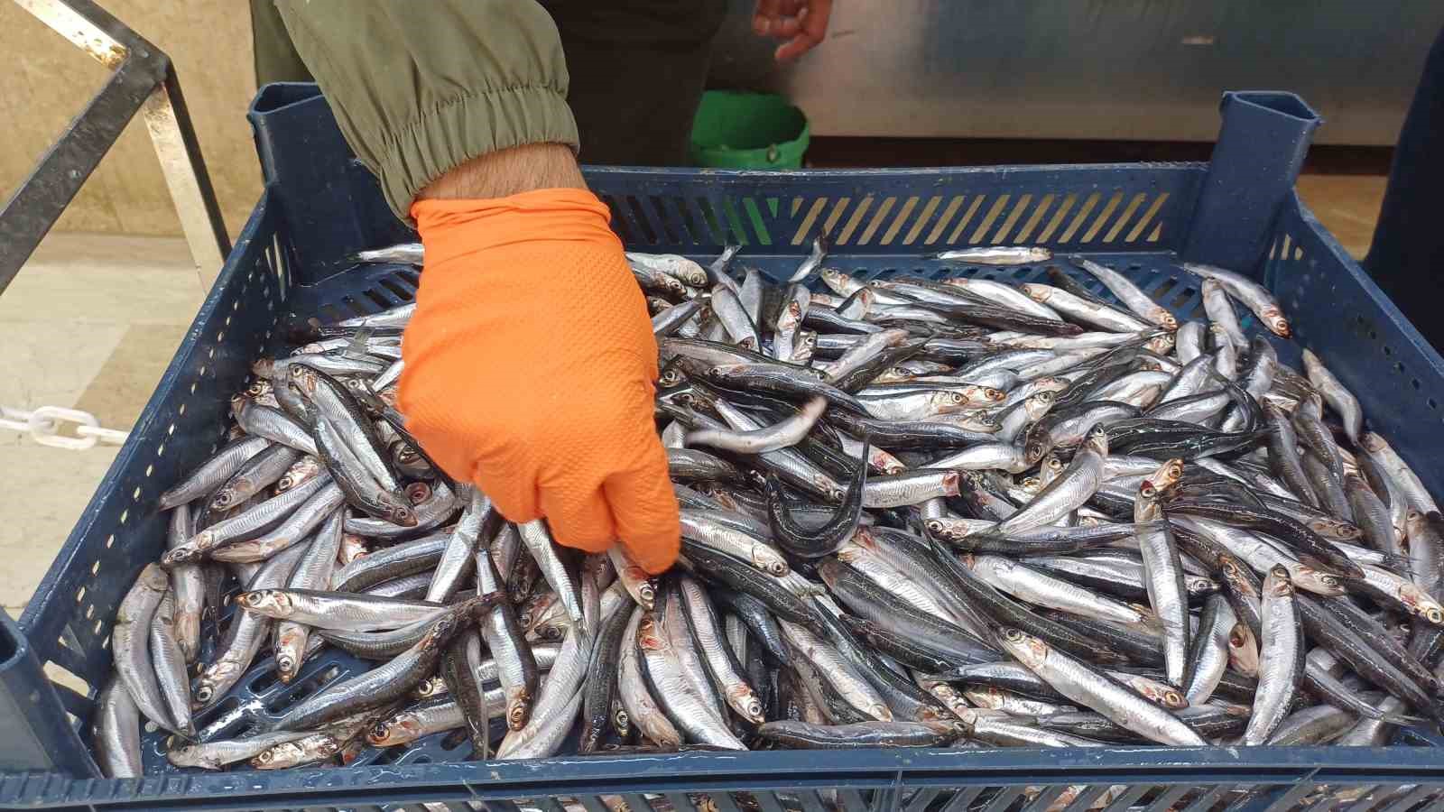 Tezgahlarda hamsi bolluğu
