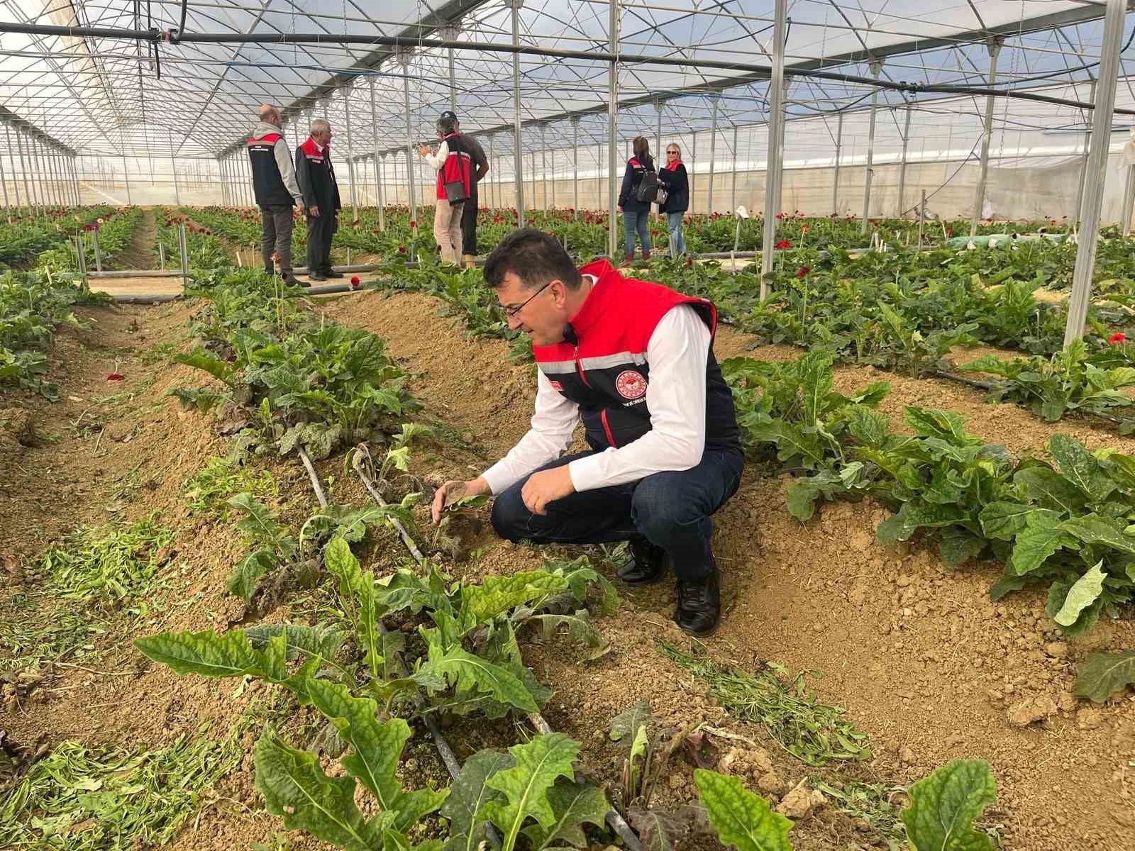 Serada sebzeden gerberaya: &Uuml;retim &ccedil;eşitliliği dikkat &ccedil;ekiyor
