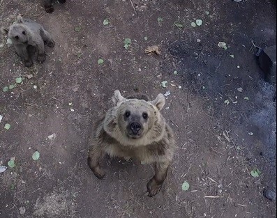 Ayıların dronla karşılaşması izleyenlere keyifli anlar yaşattı