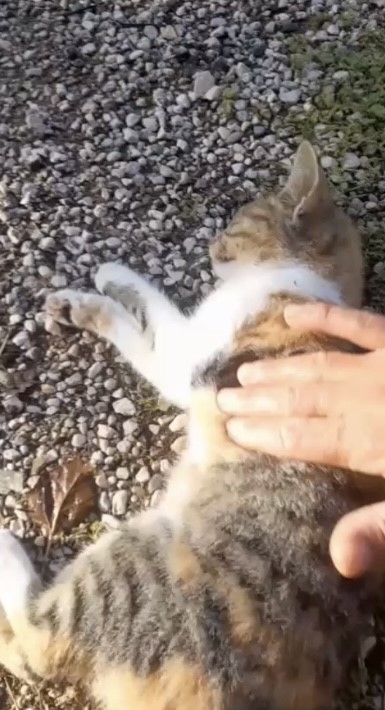 Kediye kalp masajı yaptı, hayata döndürdü