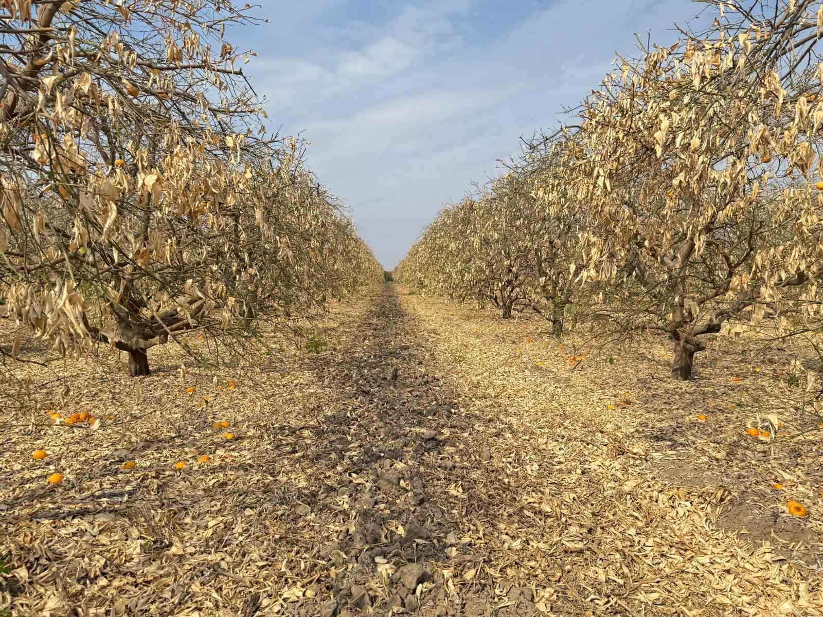 Doğan: "Greyfurt üreticileri de destek kapsamına alınmalıdır"