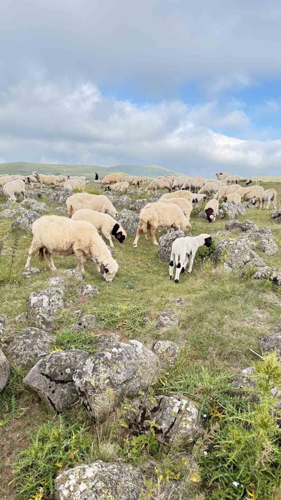Tuz taşı olarak keçilere yalatılan kayaların, Türk beyliklerinin savaş alanındaki mezar taşları olduğu anlaşıldı
