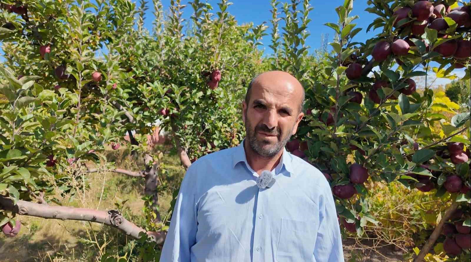 Kışlık elmalar dallardan indirilmeye başlandı
