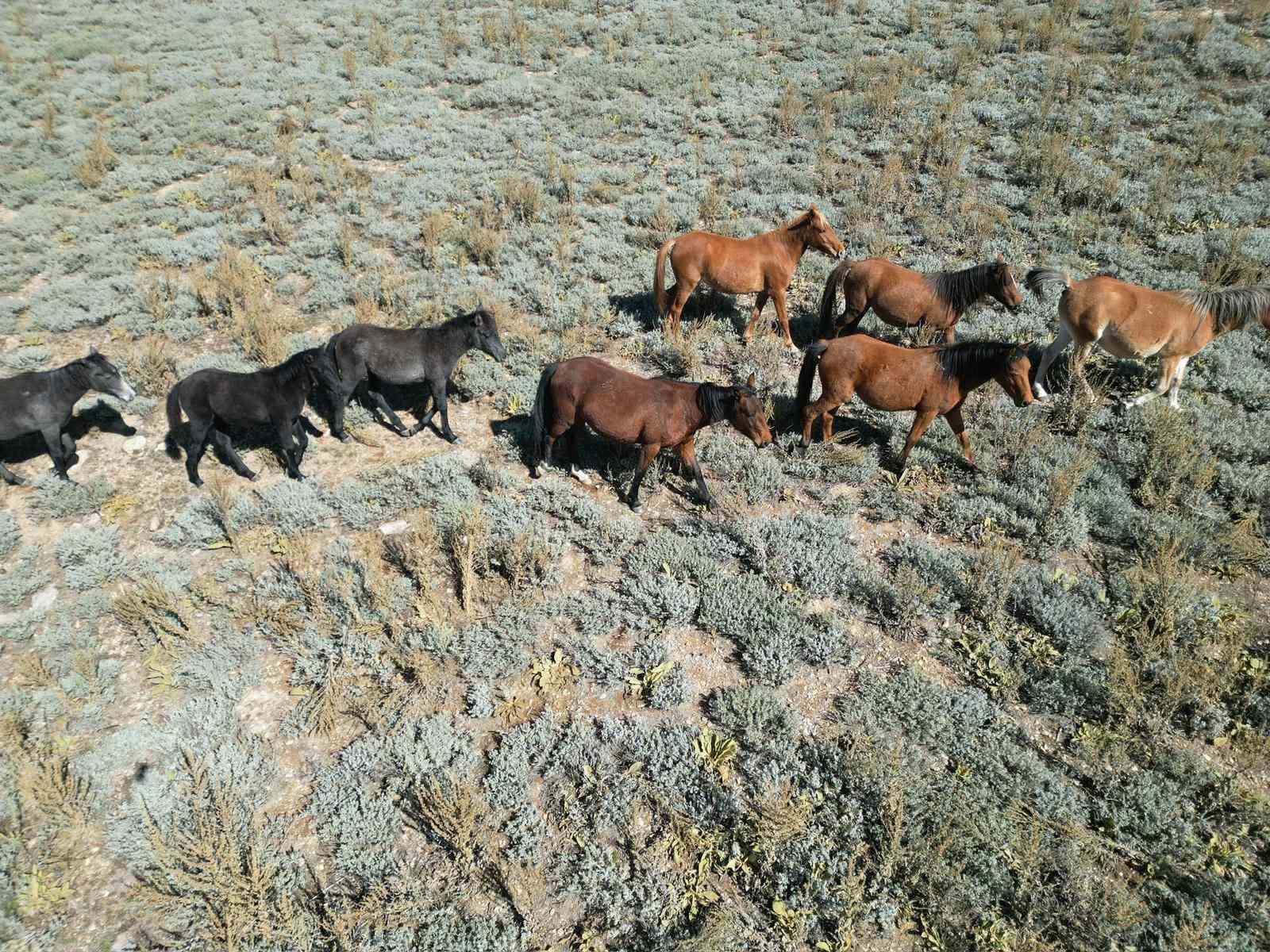 Yaylalardan köylere inmeye başlayan yılkı atları dron ile görüntülendi
