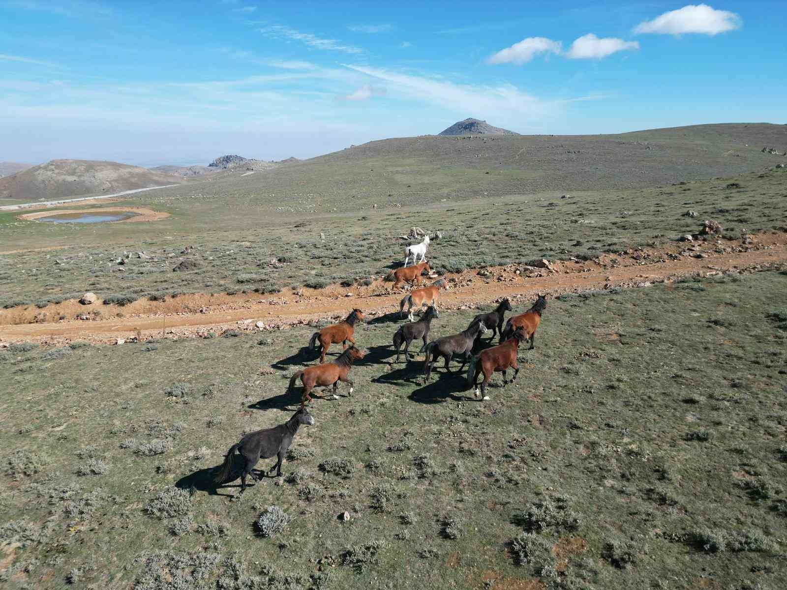 Yaylalardan k&ouml;ylere inmeye başlayan yılkı atları dron ile g&ouml;r&uuml;nt&uuml;lendi
