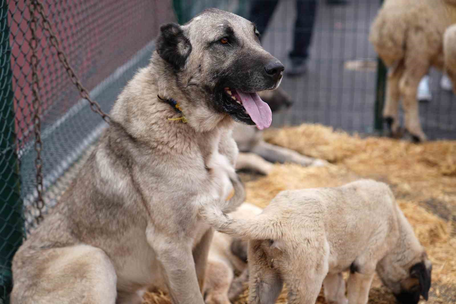 Keçiören’de "Anadolu’ya Açılan Kapı Sivas Günleri" başladı