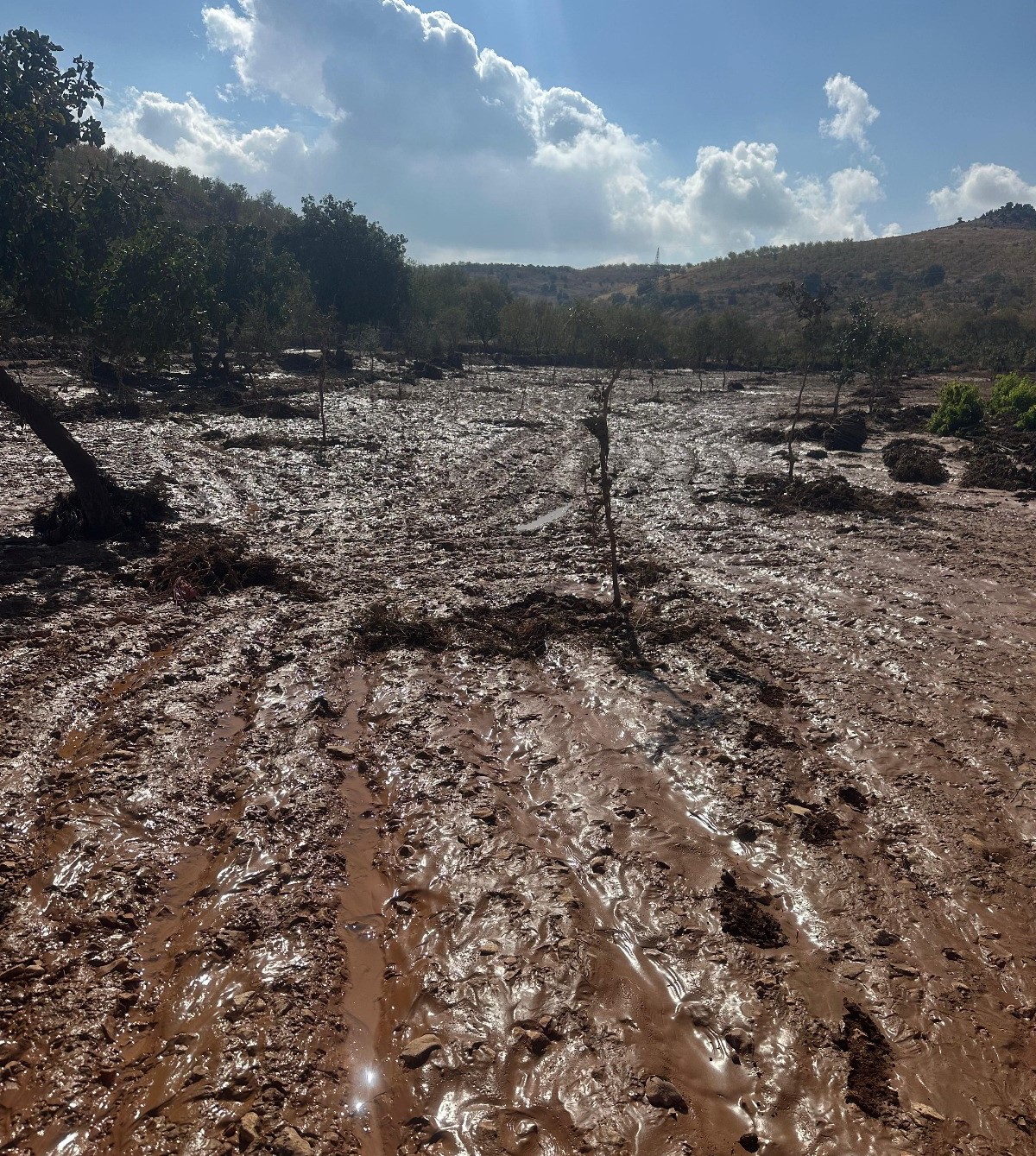 Etkili olan yağmur tarlaları sular altında bıraktı