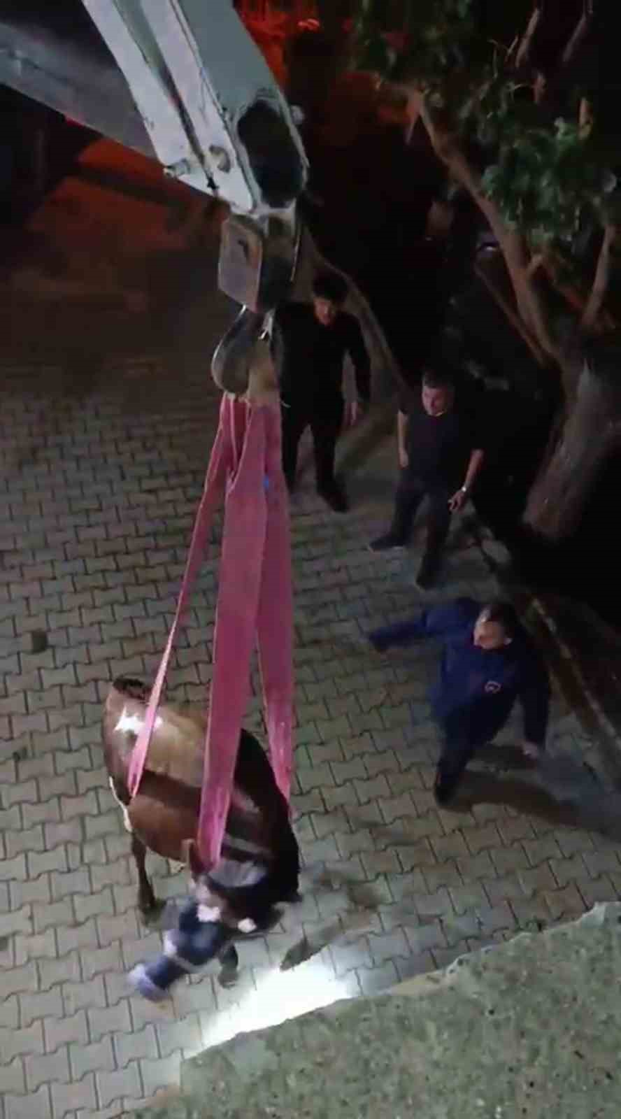 Evin damında mahsur kalan inek vinçle kurtarıldı