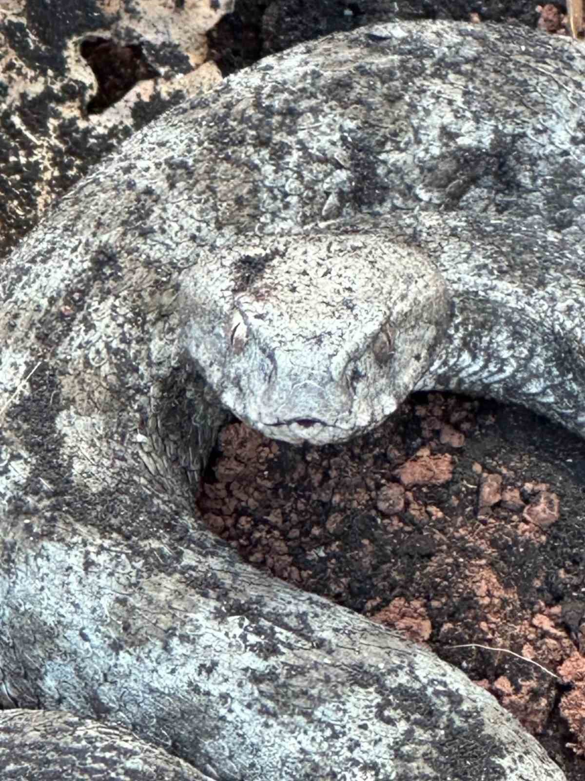 Koca engerek ile kedinin hayatta kalma mücadelesi kameraya yansıdı