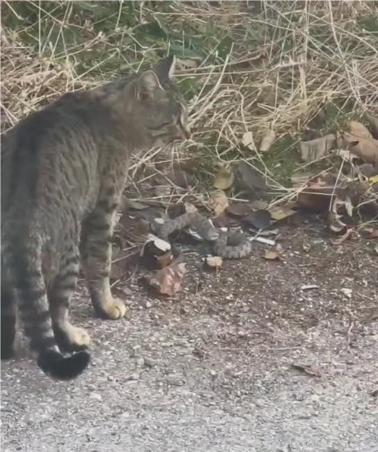 Koca engerek ile kedinin hayatta kalma mücadelesi kameraya yansıdı