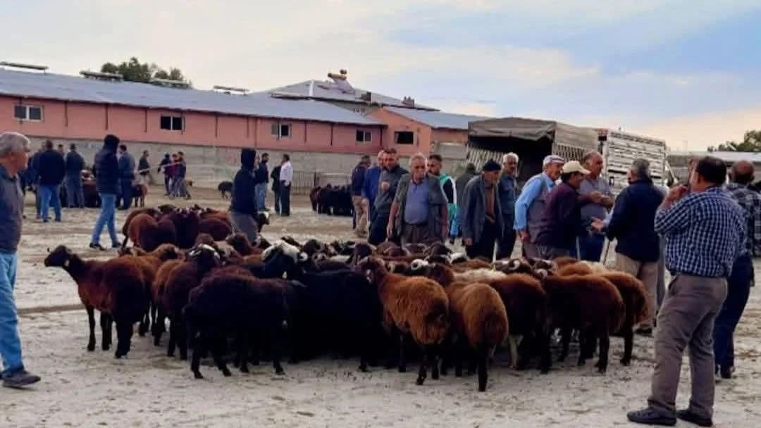 Iğdır canlı hayvan pazarı yeniden açıldı