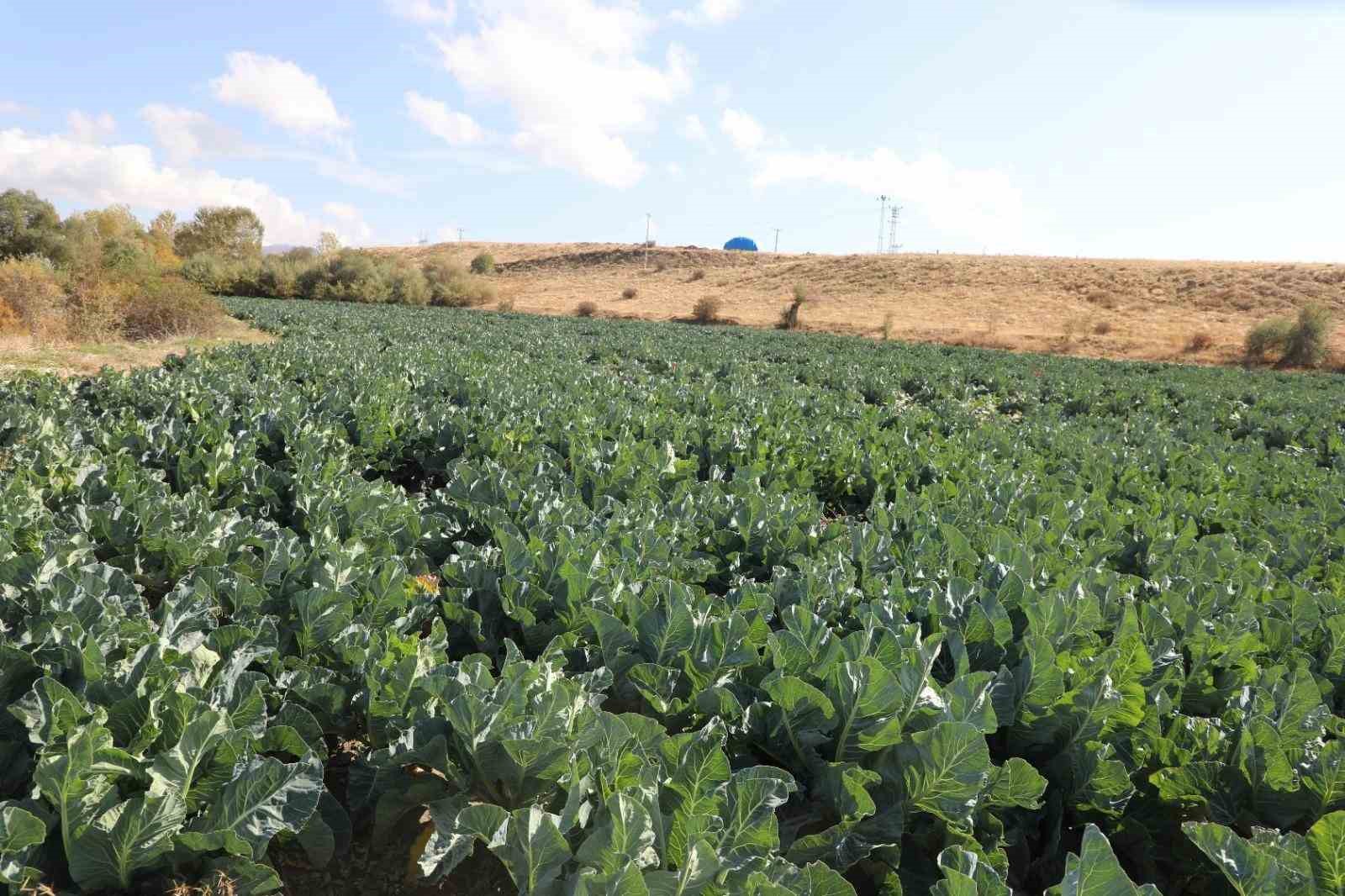 Elazığ’da karnabahar hasadı başladı