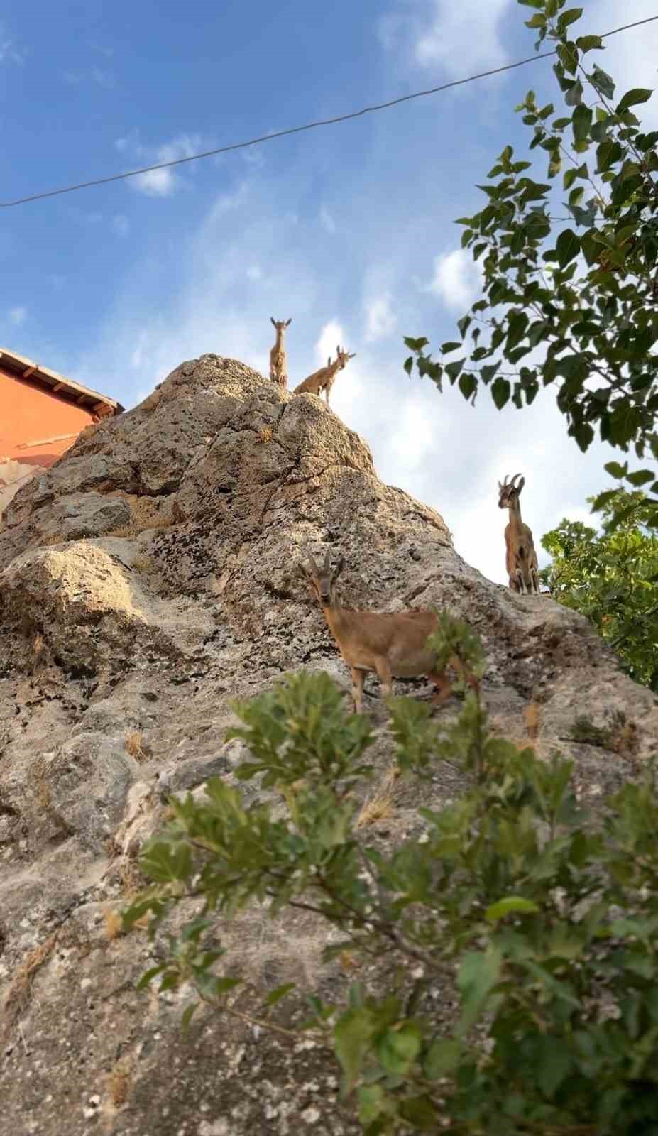 Tunceli’de dağ keçilerinin sevimli halleri gülümsetti