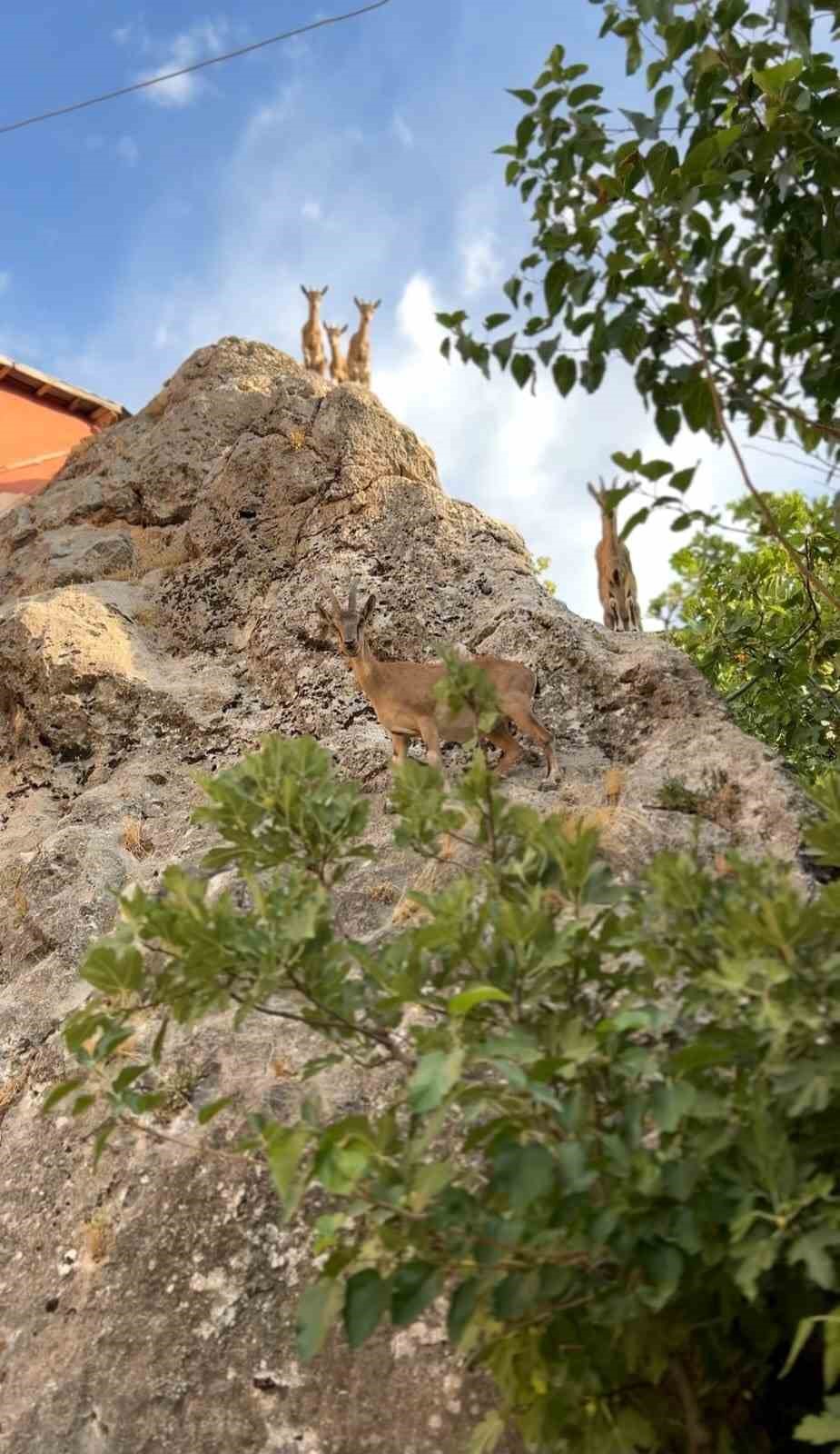 Tunceli&rsquo;de dağ ke&ccedil;ilerinin sevimli halleri g&uuml;l&uuml;msetti
