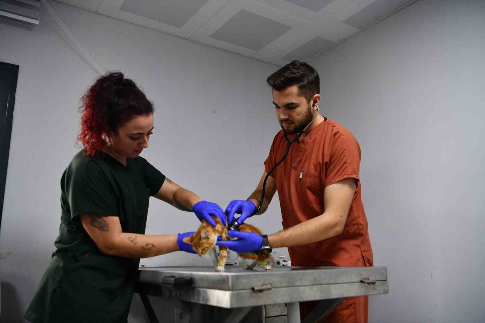 Balıkesir&rsquo;de can dostlar B&uuml;y&uuml;kşehir eliyle g&uuml;vende
