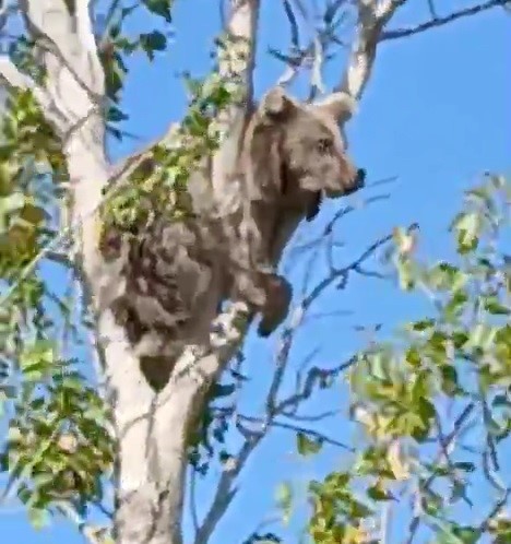 Bayburt&rsquo;ta bir k&ouml;y&uuml; alarma ge&ccedil;irmişti: K&ouml;peklerden ka&ccedil;an yavru ayı bu kez ağa&ccedil; &uuml;st&uuml;nde g&ouml;r&uuml;ld&uuml;
