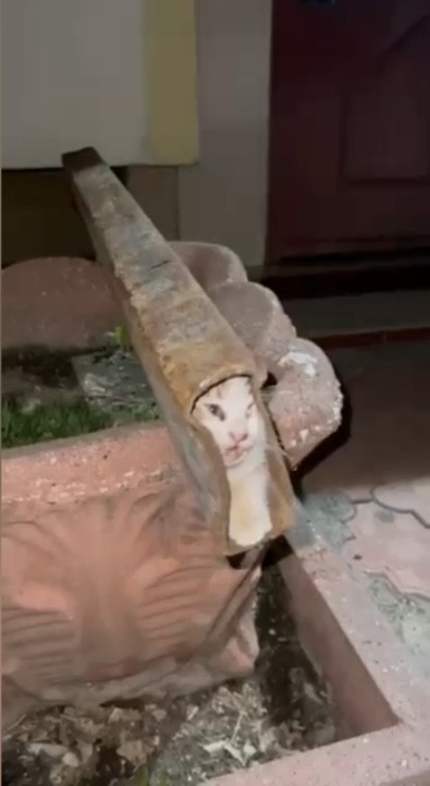 Demir profile sıkışan kediyi itfaiye ekipleri kurtardı