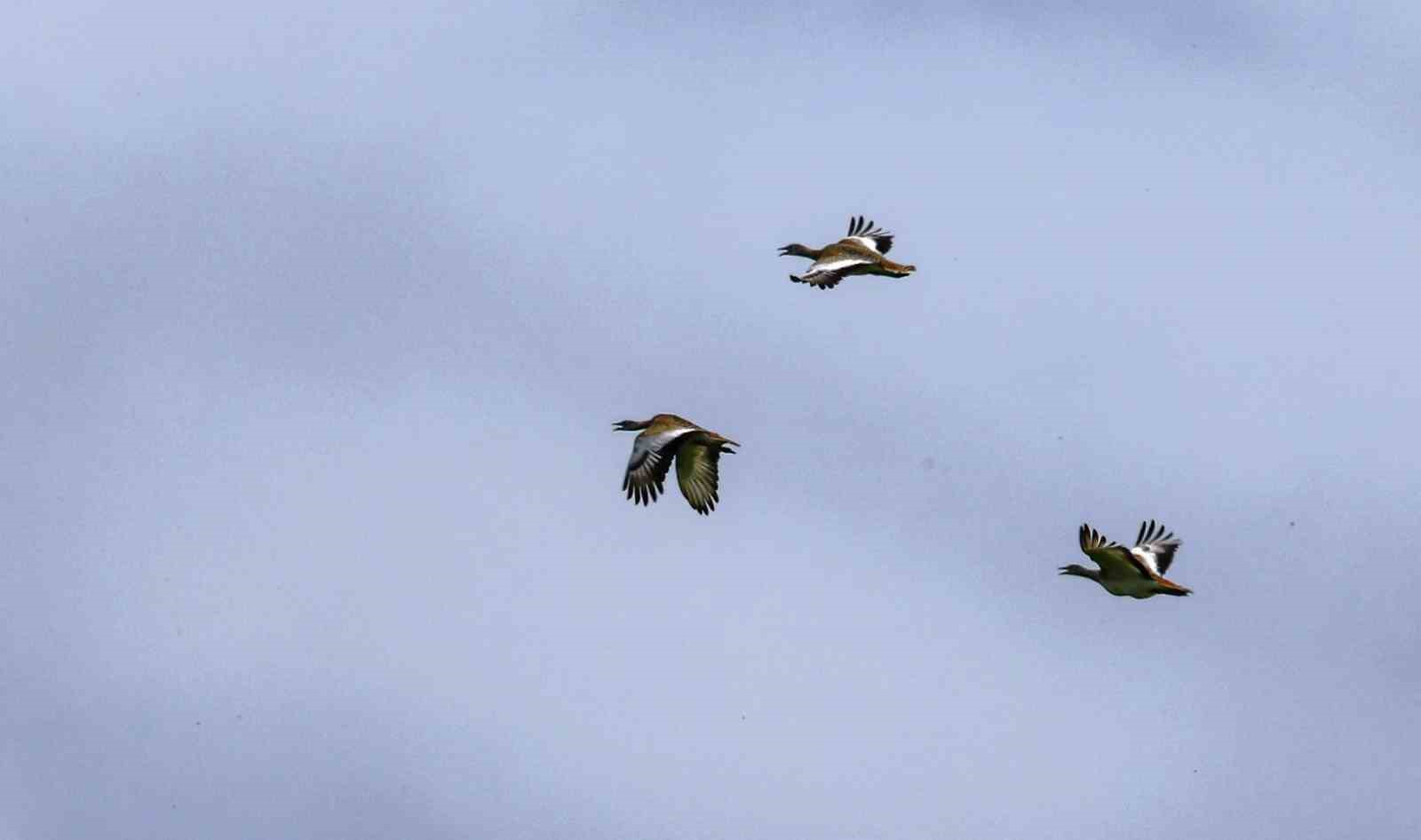 Samsun&rsquo;da bin 200 hayvan tedavilerinin ardından doğaya salındı
