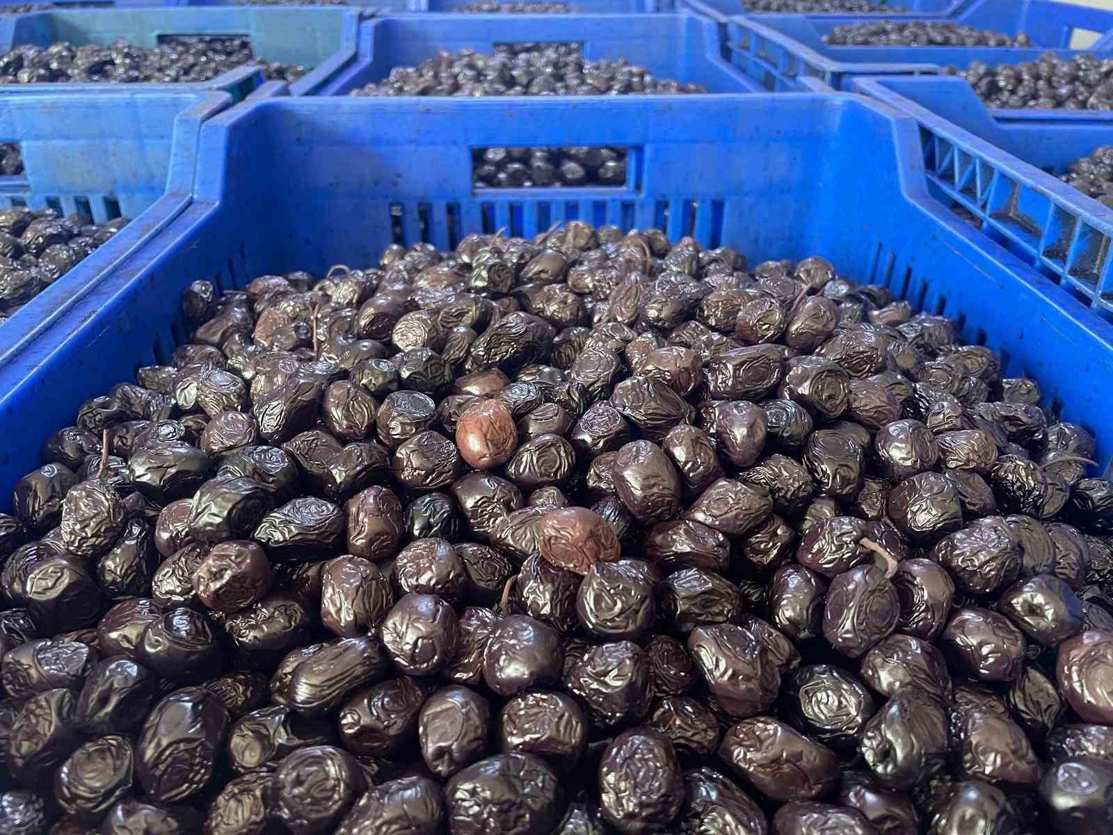 Her 6 sofralık zeytinden birini Bursa ve Balıkesir &uuml;retecek
