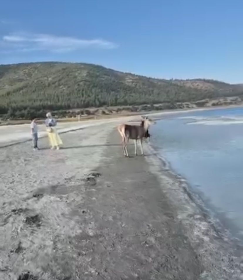 Salda Gölü’nün maskot geyiği, vatandaşlarla keyifli anlar yaşadı