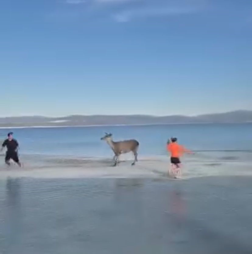 Salda Gölü’nün maskot geyiği, vatandaşlarla keyifli anlar yaşadı