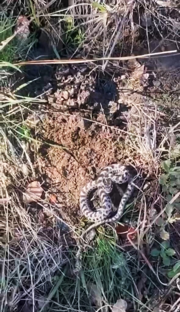 Mantar ararken dünyanın en zehirli yılanlarından engerekle karşılaştı