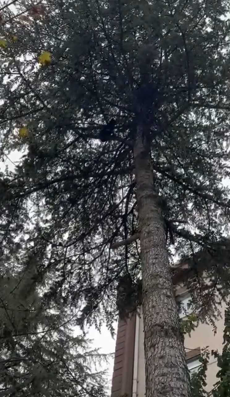 Ağa&ccedil;ta mahsur kalan kedi, itfaiye ekiplerince kurtarıldı
