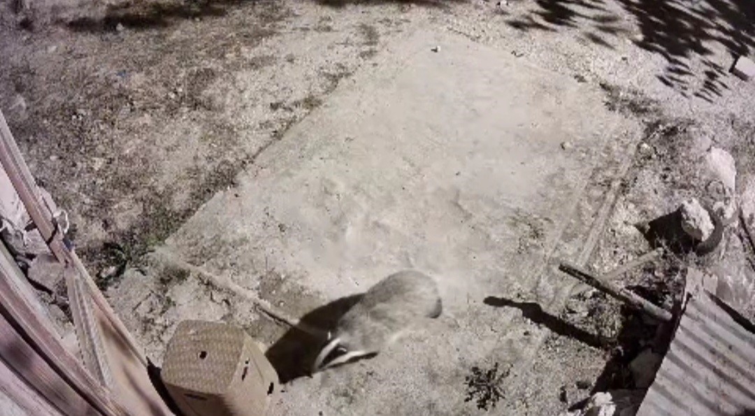 Türkiye’de nadir görülen bal porsuğu ile sansar kamerada