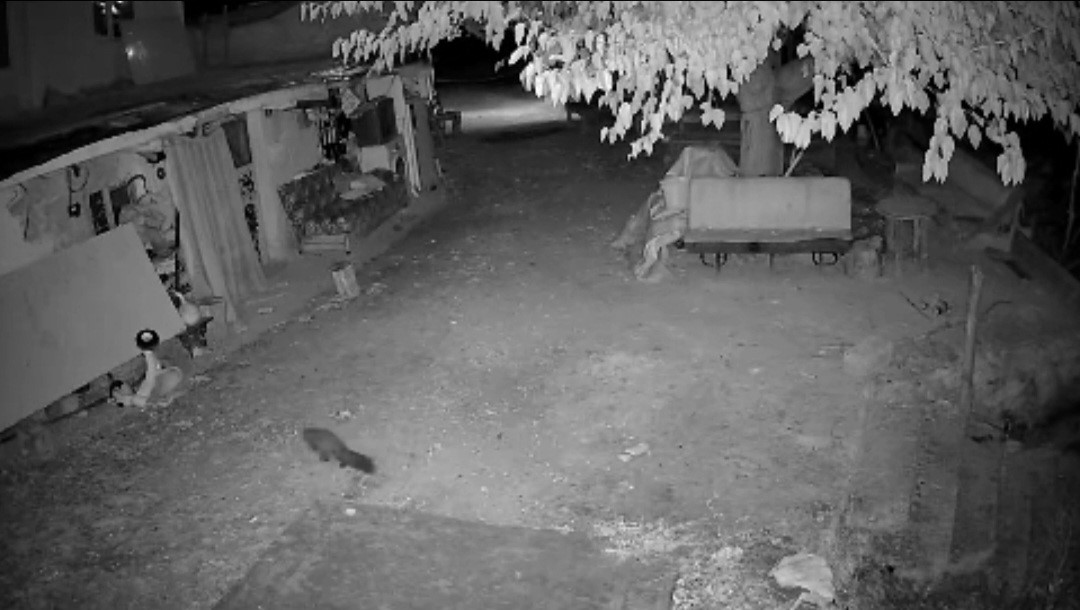 T&uuml;rkiye&rsquo;de nadir g&ouml;r&uuml;len bal porsuğu ile sansar kamerada
