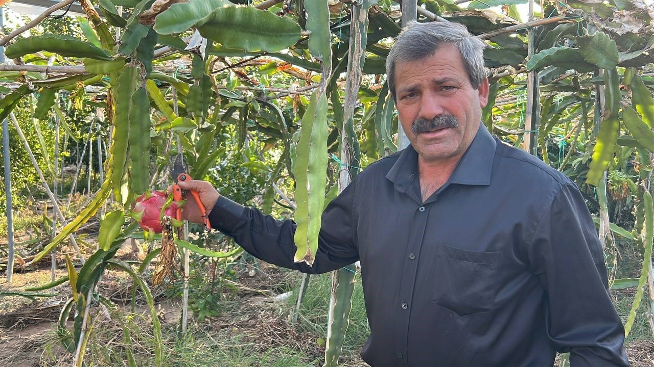 Türkiye’nin tarım merkezinde ejder meyvesi hasadı başladı, kilosu 180 TL’den alıcı buluyor