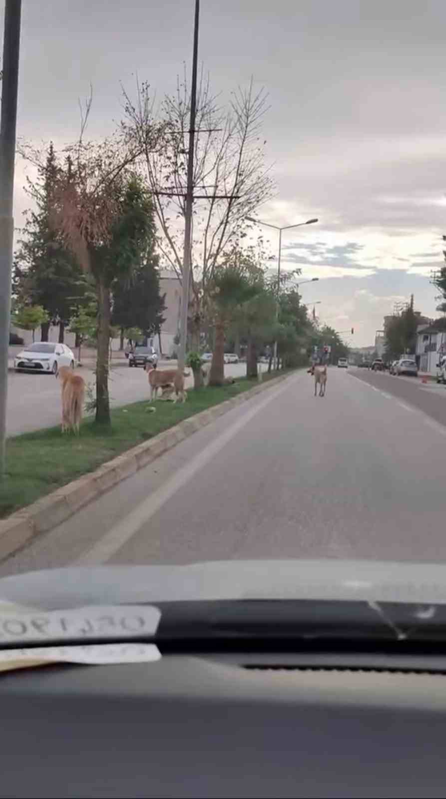 Sayıları 10’u bulan sokak köpekleri çocuğa korku dolu anlar yaşattı