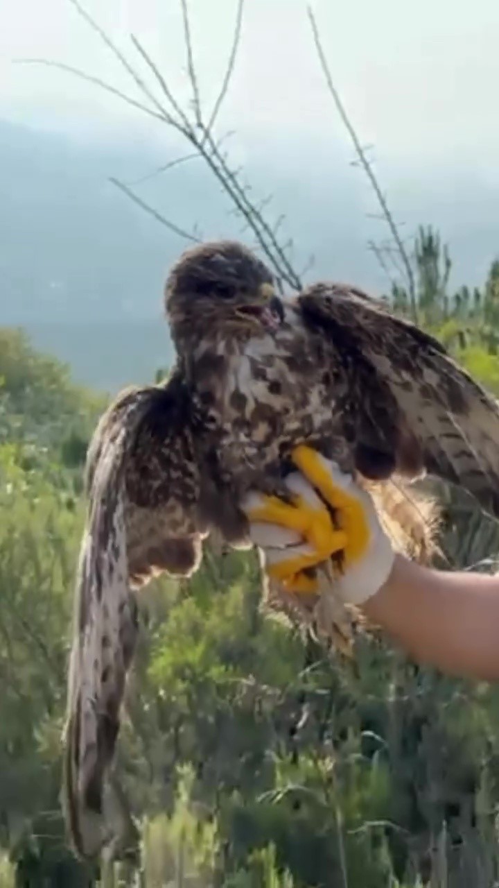 Yüksek gerilim hattına çarpıp felç geçiren kızıl şahin doğayla buluştu