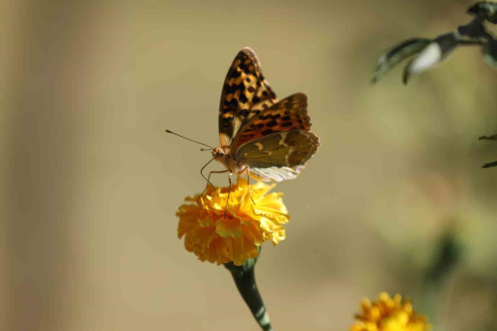 Şırnak&rsquo;ta soğuklar geldi, kelebeklerin &rsquo;son dansı&rsquo; başladı
